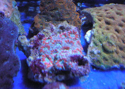 Acan Lord Colony