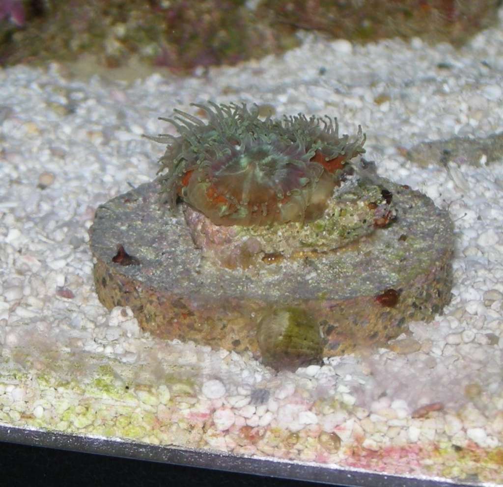 Acan open at night