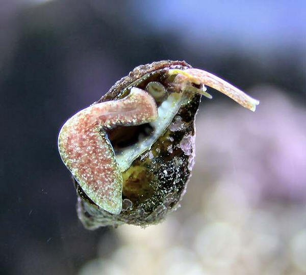 Adult strombus maculatus snail