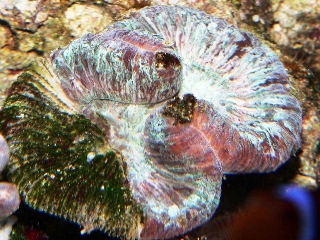 Ailing brain  coral