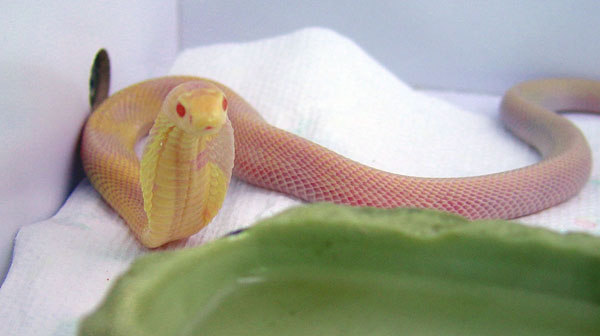 Albino monocled cobra