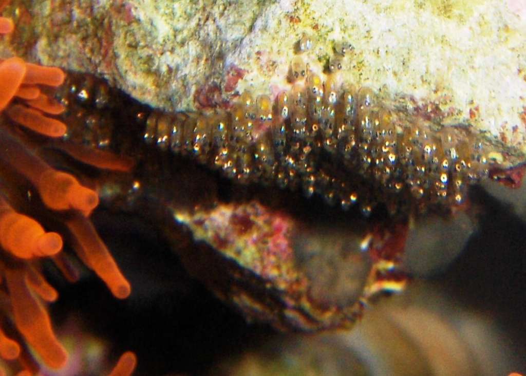 Anemone and Clown Fish Larva