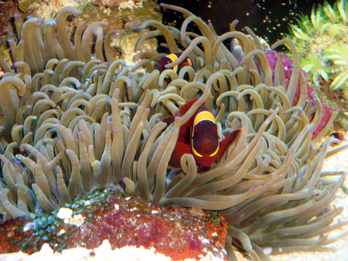anemone4