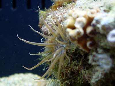 anemone5