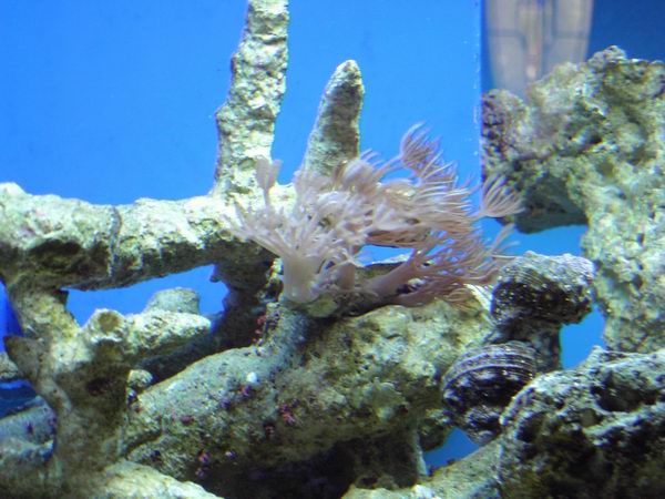 aquarium_024