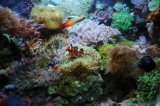 Aquarium_Feb_2010_440