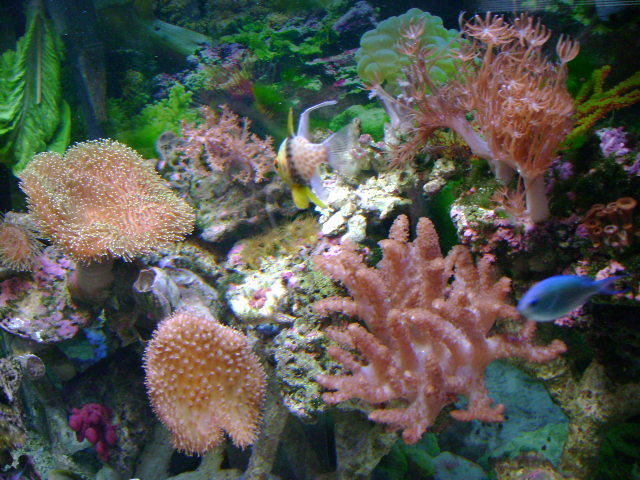 aquariumjune2007_072