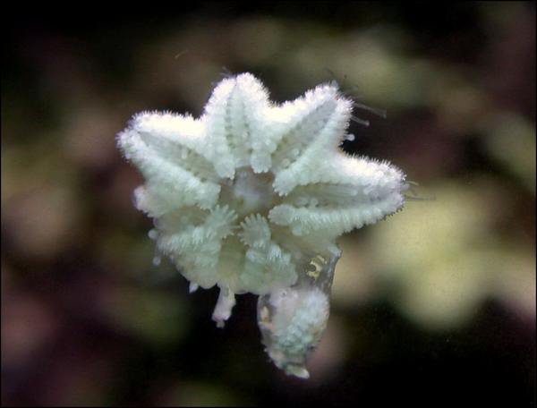 Asterina starfish