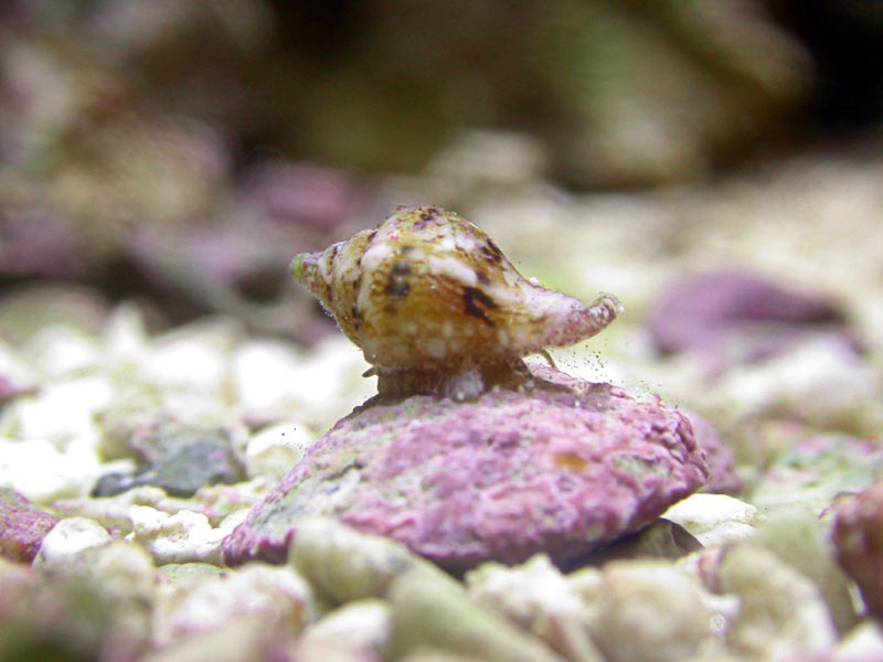 Baby Nassarius snail