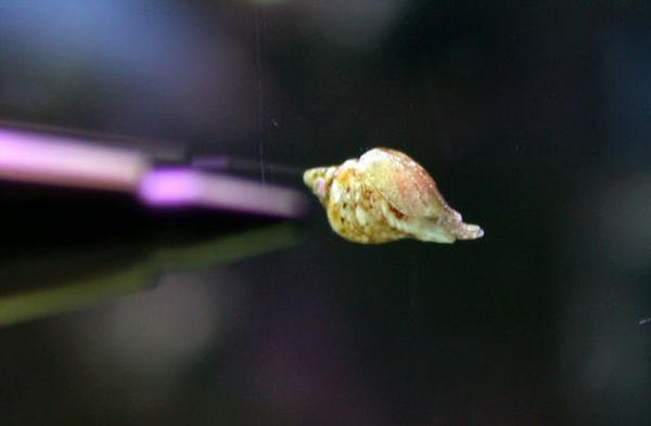 Baby Strombus maculatus snail