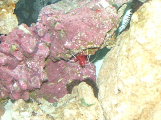 Blood Shimp.. still hangin in with us