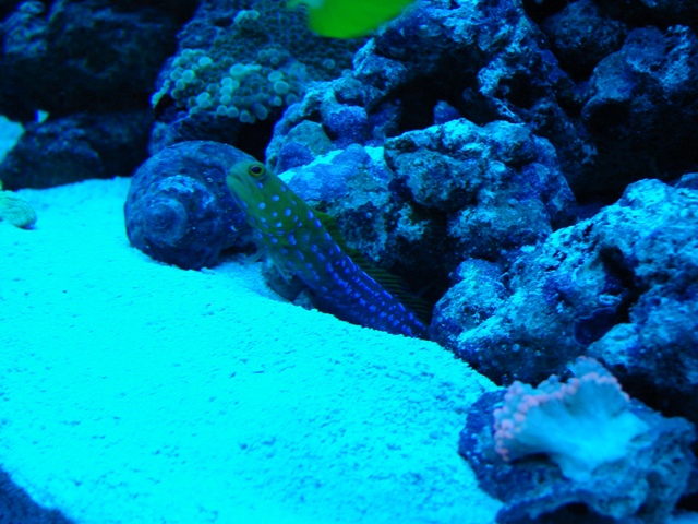 Blue Dot Jawfish under actinics