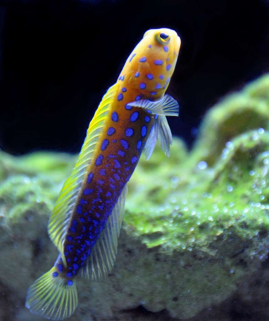 Blue Spot Jaw Fish