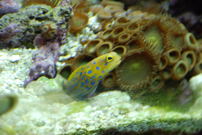 Blue Spot Jawfish