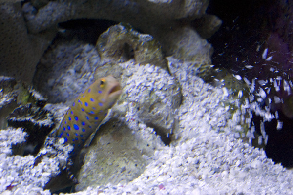 Blue Spotted Jaw Fish