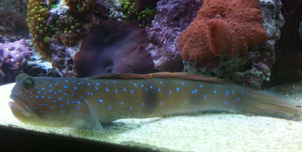 Blue spotted watchman goby
