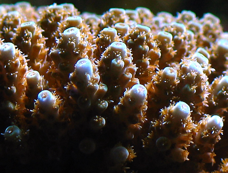 Blue tipped acropora