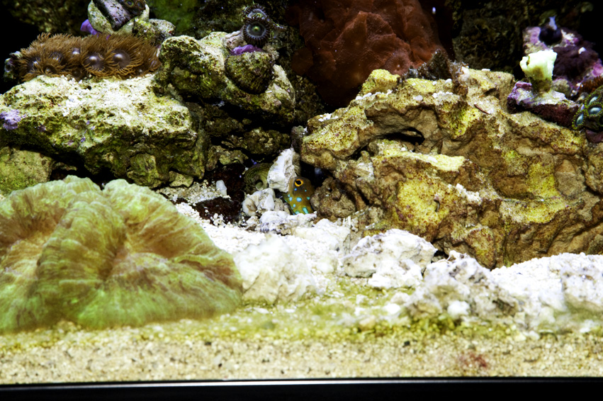 Bluespot Jawfish Adds Fortification to His Home.