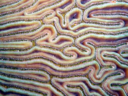 Brain Coral in Cozumel