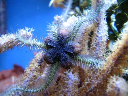 brittle star"filter feeding"