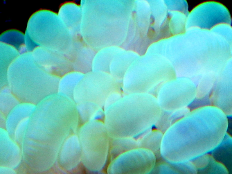 Bubble coral macro
