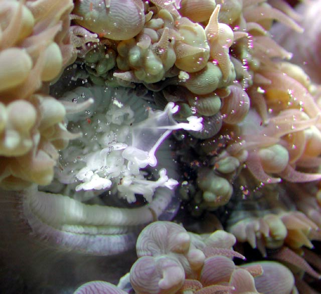 Bubble Coral Messenterial Filaments