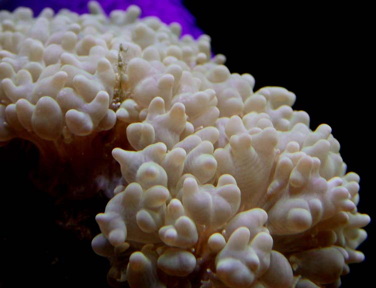 Bubble Coral - Plerogyra flexuosa