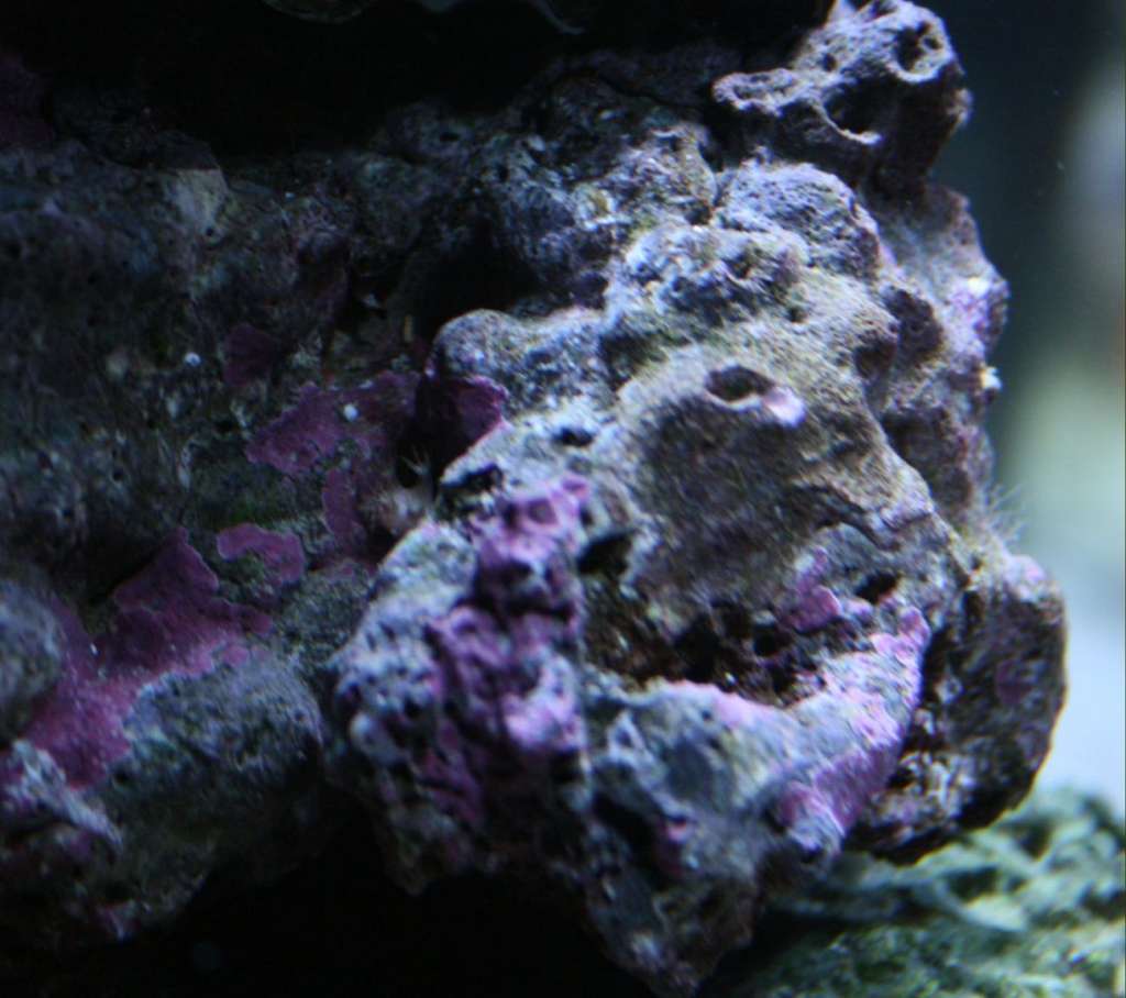 Bubble Polyp Hitchhiker??
