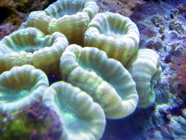 Calaustrea Coral