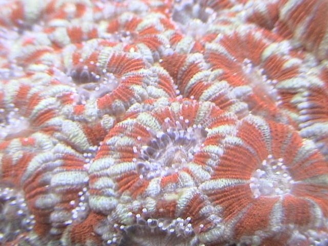 Candy Cane Acan