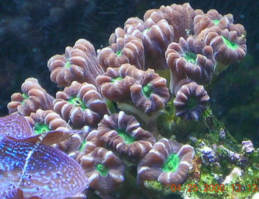Candy Coral