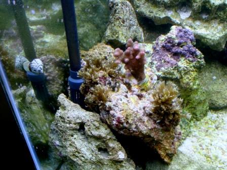 cats paw coral