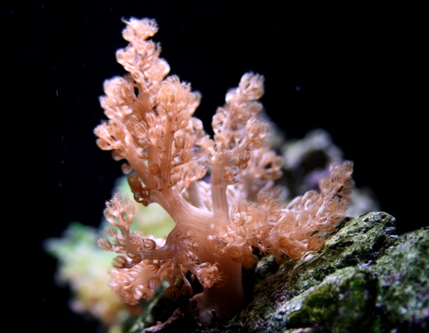 Cauliflower Colt Coral