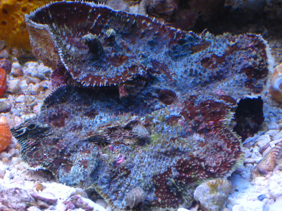 chalice coral