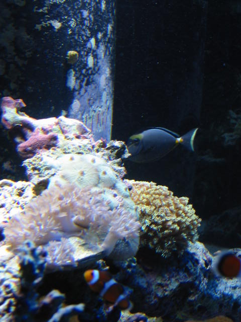 Charyabb's Corals (Oscar in the background)