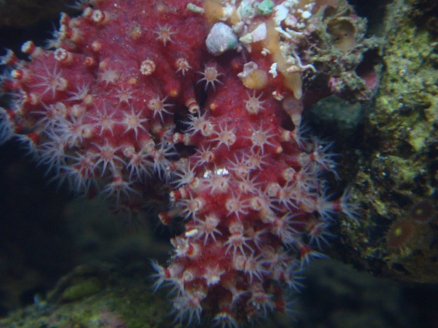 Chili Pepper Coral