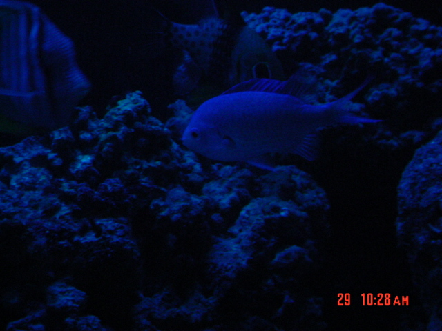 chromis and friends