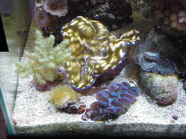 Clams_and_corals