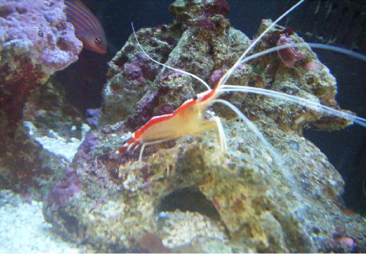 cleaner shrimp and evil wrasse in the background