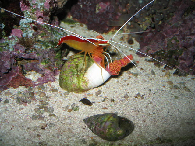 Cleaner Shrimp on Coco Worm