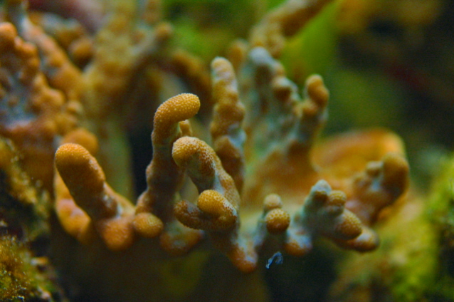 close up corals
