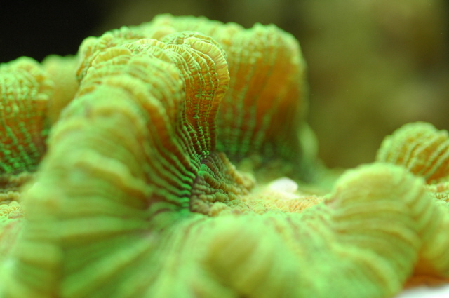 close up corals