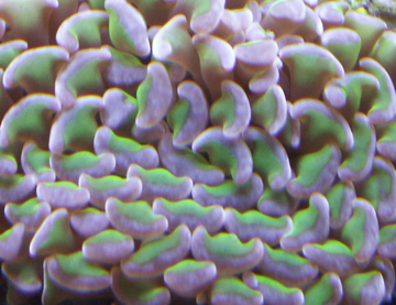 Close up of new Hammer Coral