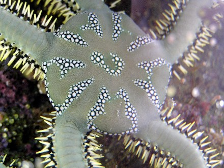 Close up on  Brittle Star