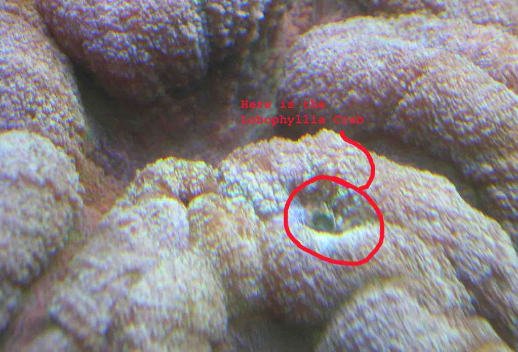 Closest I could get to Lobophyllia Crab