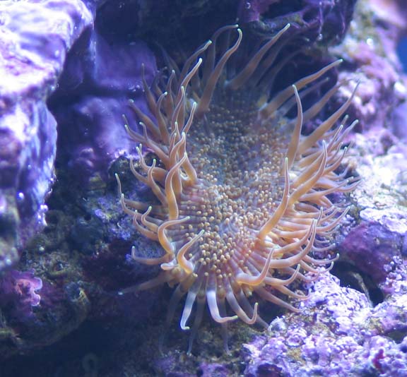 Closeup of mystery anemone