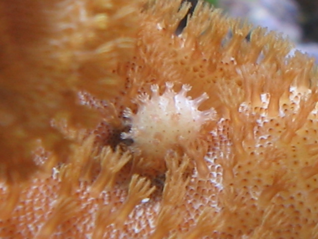 Closeup of toadstool baby