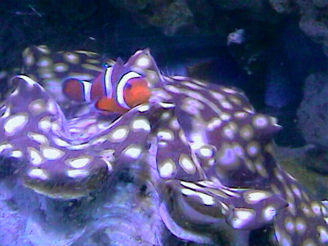 clown and clam