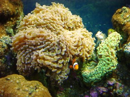 Clown Fish w/it's hammer coral