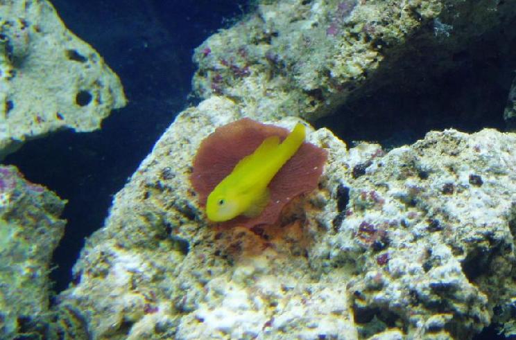 clown goby